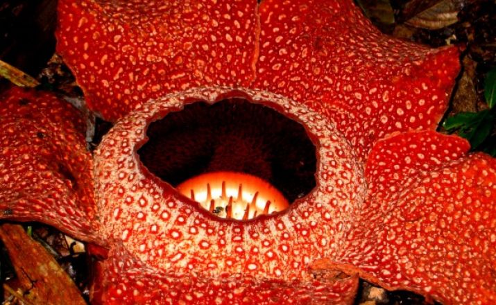 Rafflesia, benannt nach Thomas Stamford Raffles, dem Begründer Singapurs