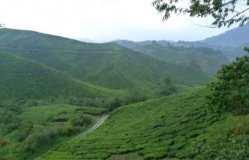 Cameron Highlands