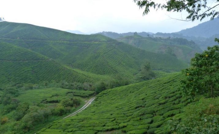 Cameron Highlands