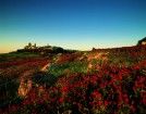 Mdina im Hintergrund