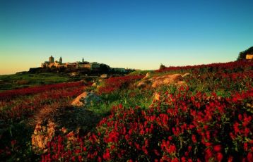 Mdina im Hintergrund