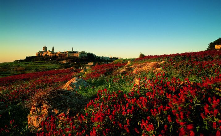 Mdina im Hintergrund