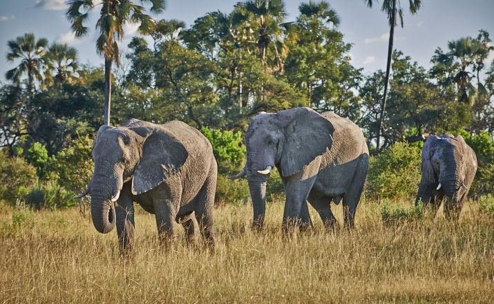 Best of Botswana - Variante 1 Abendsonne Afrika GmbH 1