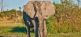 Safariromantik in Botswana - Kleingruppenreise Abendsonne Afrika GmbH 5