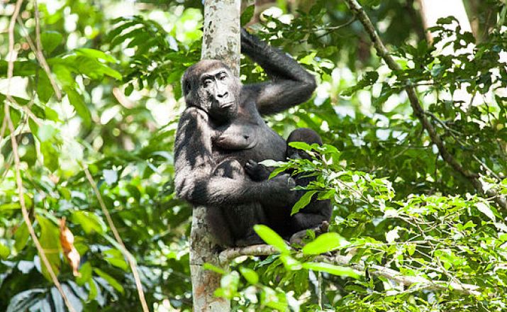 Flachlandgorillas im Kongo Abendsonne Afrika GmbH 1