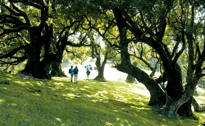 Best Madeira Aktiv & Fun (10 Tage) - Speziell für Singles und Alleinreisende MITourA GmbH 1