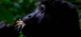 Berggorillas in Uganda entdecken Fairaway Travel GmbH 5