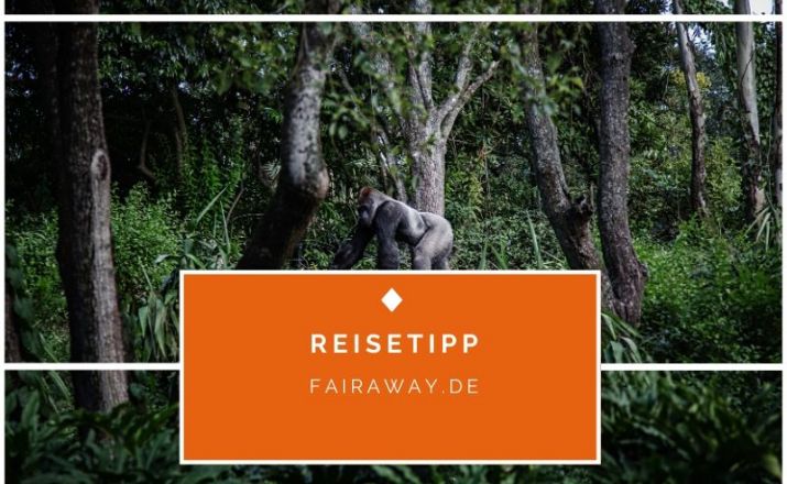 Berggorillas in Uganda entdecken Fairaway Travel GmbH 1