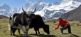 TIBET: Trekking zum Fuße von Everest, Lhotse & Makalu MOSKITO Adventures 5