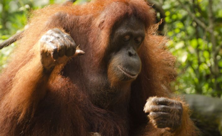 Malaysia - Best of Borneo: Urwald, Orang Utans und Natur Oasis Travel 1