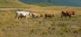 Kühe sind nicht lila UHK Spezialreisen Italien UG (haftungsbeschränkt) & Co.KG 38