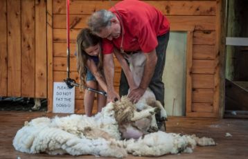 Schafschur Neuseeland