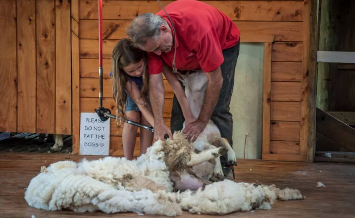 Schafschur Neuseeland