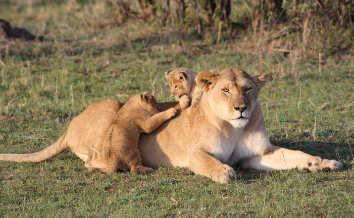 Kenias Nationalparks & Strand Meine Welt Reisen GmbH 1