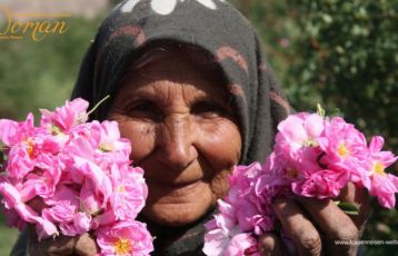 Frauenreise Iran, Rosenernte