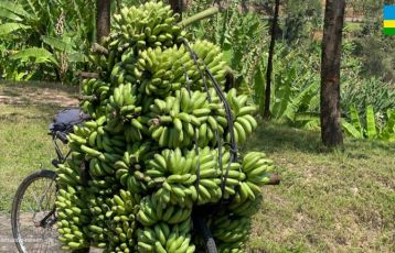 Bananen