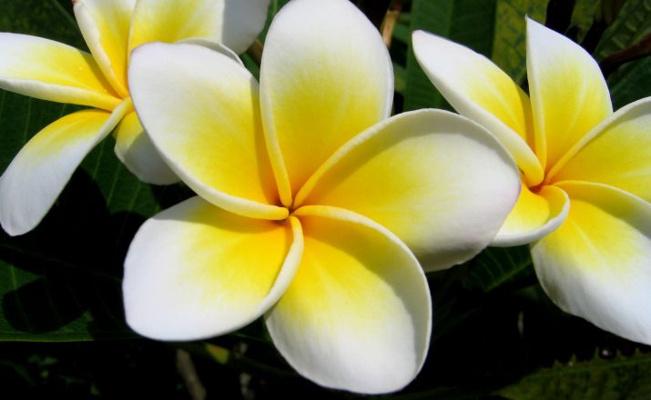 Plumeria alba Pagodenbaum 