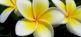 Plumeria alba Pagodenbaum 