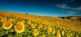 Landschaft der Marken