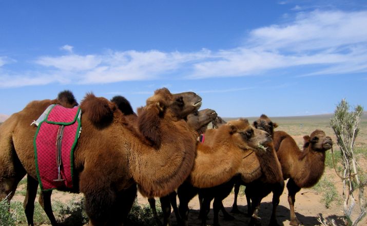 Kamele in der Gobi