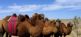 Kamele in der Gobi