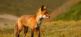 Wildlife