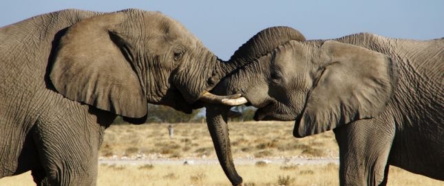 Etosha Elefanten